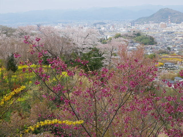 �U�O���R�[�X�̓r���̕��i�ł�_�Ԍ��R����