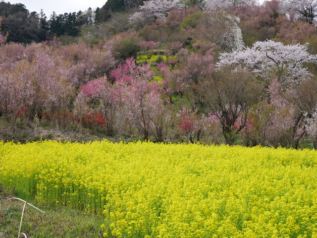 �����Ɍ������r���ł�_�Ԍ��R����