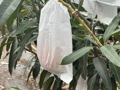 u[^[gt@[ Blue Turtle Farm̎ʐ^1