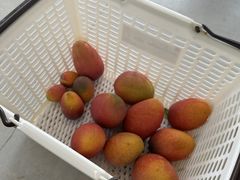 OwnVẽu[^[gt@[ Blue Turtle Farmւ̓eʐ^2