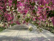 OwnVẽ[gsAt@[{Ó̓eʐ^3