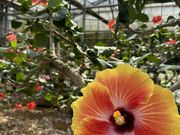 OwnVẽ[gsAt@[{Ó̓eʐ^4