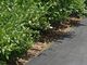 �͂Ȃ����Apple&Blueberry Garden �Ƃ�����ւ̓��e�ʐ^2