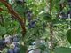 �͂Ȃ����Apple&Blueberry Garden �Ƃ�����ւ̓��e�ʐ^4