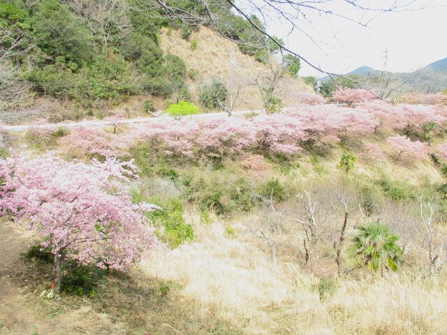 �͒Í����؂̍⓹��o��؂����ꏊ�i�ʐ^�E�[�j�Ɍ���������܂��B_�͑���������