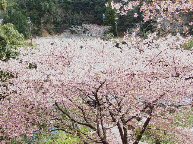 �������猩���͒Í�_�͑���������