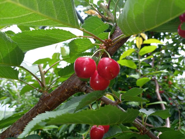 �F���o�b�`���I_�M�B�������蒬�k���_��