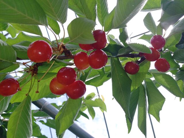 ���}�ɐ�����͂ЂƂ�������I_�M�B�������蒬�k���_��