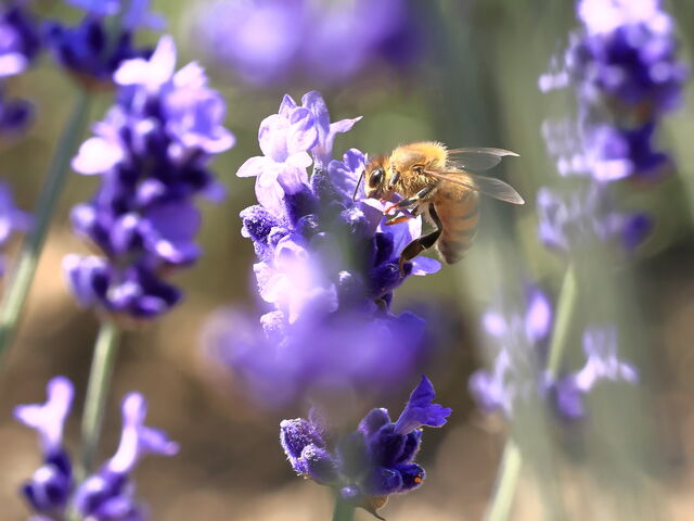 �~�c�o�`����R_�t�@�[���x�c