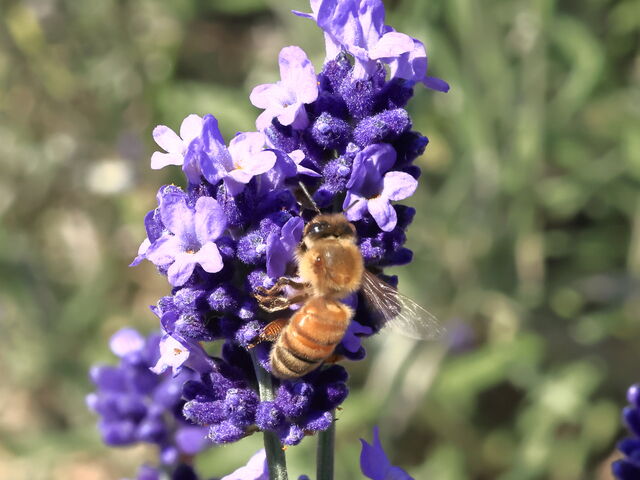 Ƃ񂳂̃t@[xc̓eʐ^5