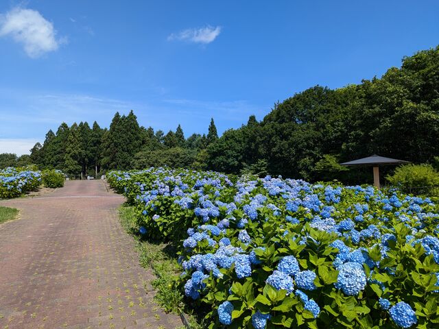 ���H�̂�������_�s���̐X