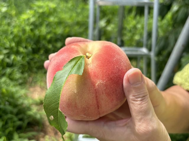 �S���̕������J�ɐ������Ă�����A�ȒP�Ɏ��n���邱�Ƃ��ł��܂��B�����ƂĂ��傫���ł��B_�������̉���