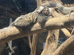 ݂̃JXC 萅قւ̓eʐ^1