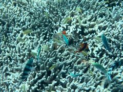 kaoruKings sea Roadւ̓eʐ^2