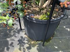 yR/aBlueberry HILLS ւ̓eʐ^1