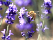 Ƃ񂳂̃t@[xc̓eʐ^4