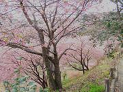 ڂ炳̉͑̉͒Í̓eʐ^4