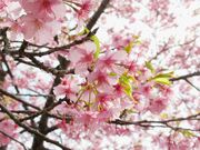 ڂ炳̉͑̉͒Í̓eʐ^5