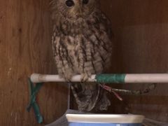 肳̃ANAtHXg@-̐X-ւ̓eʐ^1