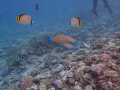 k̐̓A@Dive@ւ̓eʐ^1