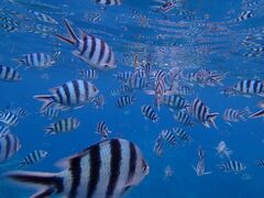 k̐̓A@Dive@ւ̓eʐ^3