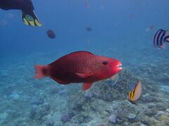 k̐̓A@Dive@ւ̓eʐ^4