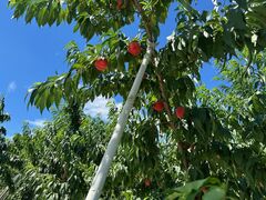 hirô܂邹ʎւ̓eʐ^2