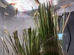 noono̍HTAKEO 󑐖{Xւ̓eʐ^3