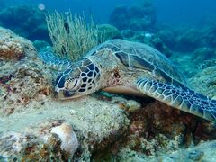 }cLOUTRE ISHIGAKIւ̓eʐ^1