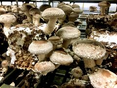 ݁[񂳂̃AX^lւ̓eʐ^1