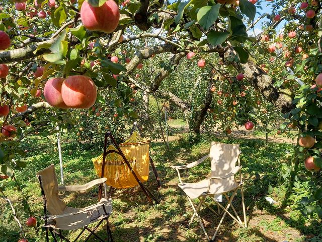 �s�b�N�j�N����̂������߂ł�_����񂲉�