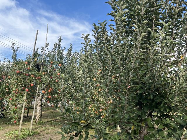 ��񂲂̂�_���c��