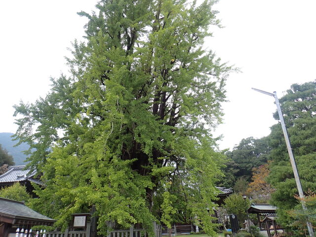 }Cann̖{̃IncLC`E̓eʐ^1