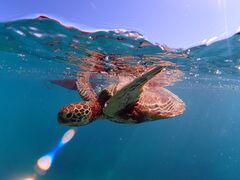 }G[k̋{blue܂ق΂ւ̓eʐ^1