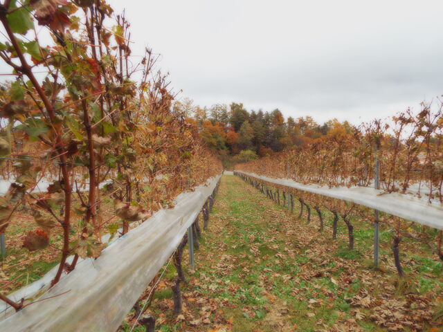 ̎ނ̂ԂǂAĂ܂_ܖ샏Ci[