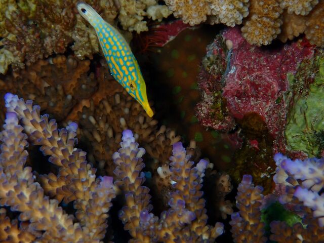 �e���O�J���n�M_�_�C�r���O�V���b�vBLUEZONE