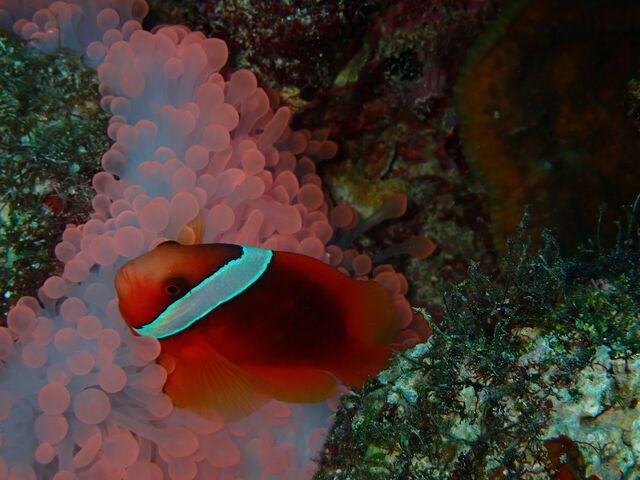 �C�\�M���`���N����?_�_�C�r���O�V���b�vBLUEZONE