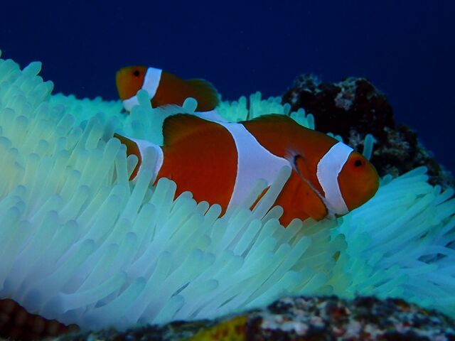 �J�N���y�A_�_�C�r���O�V���b�vBLUEZONE