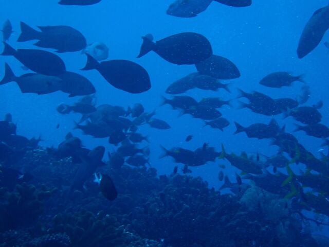 ���e_�_�C�r���O�V���b�vBLUEZONE