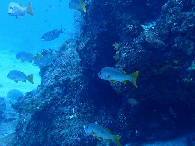 ���e_�_�C�r���O�V���b�vBLUEZONE