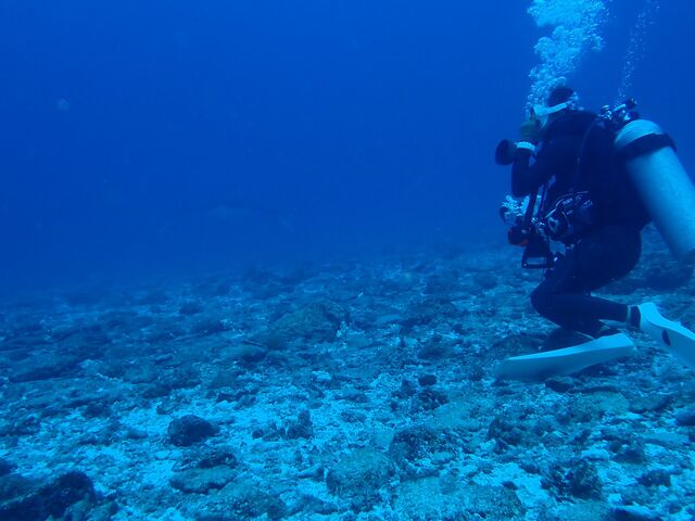 �}���^�A���C�ł�_�_�C�r���O�V���b�vBLUEZONE