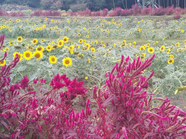 PCgEƂ̑gݍ킹B
łȂiȁB_RcЂ܂艀