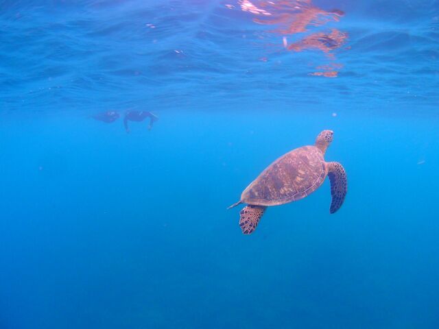 ���C���C�J�������Ă�����肶������j������I_marine house ��܂񂮂��`