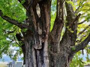 肱̉Ԃ̖؉̑̓eʐ^2