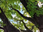 肱̉Ԃ̖؉̑̓eʐ^3