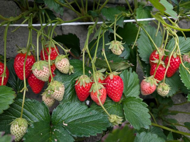 �Ζʂ𗘗p�����͔|�ŁA���́A�傫�������ł��B_�}���C�_��