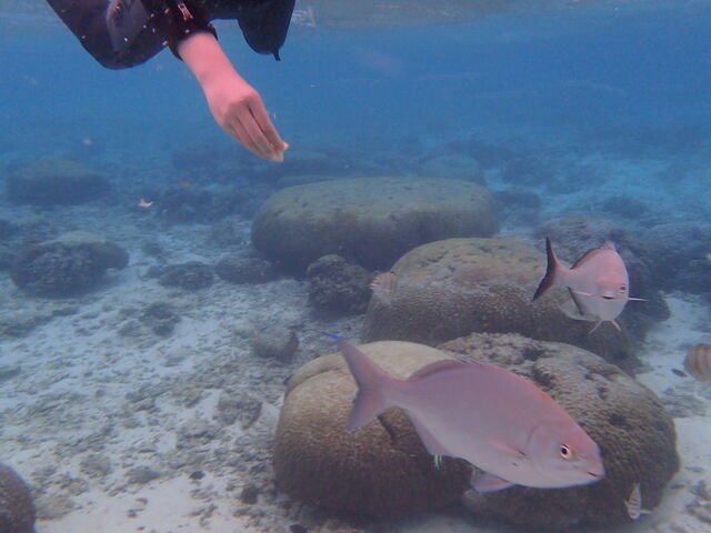 �a��������_�R�[�����g���b�v�@�C�G�X�^