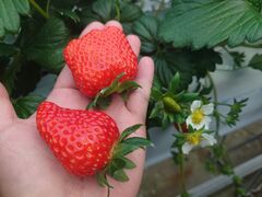 EgZu̕όAOXl΂ւ̓eʐ^1