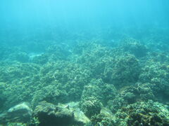 ����񂻂񂳂�̊C�m���R�����ك}�����W�����ւ̓��e�ʐ^1