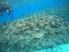 RUX̐Ί_ ADVENTURE PiPiւ̓eʐ^1